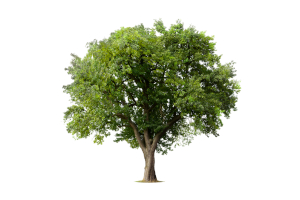 árbol